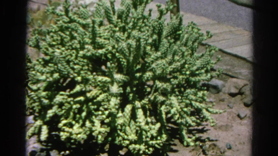 1966 Silver Lake home-movie frame with a dense green segmented cactus spreading across dry soil beside paving stones.