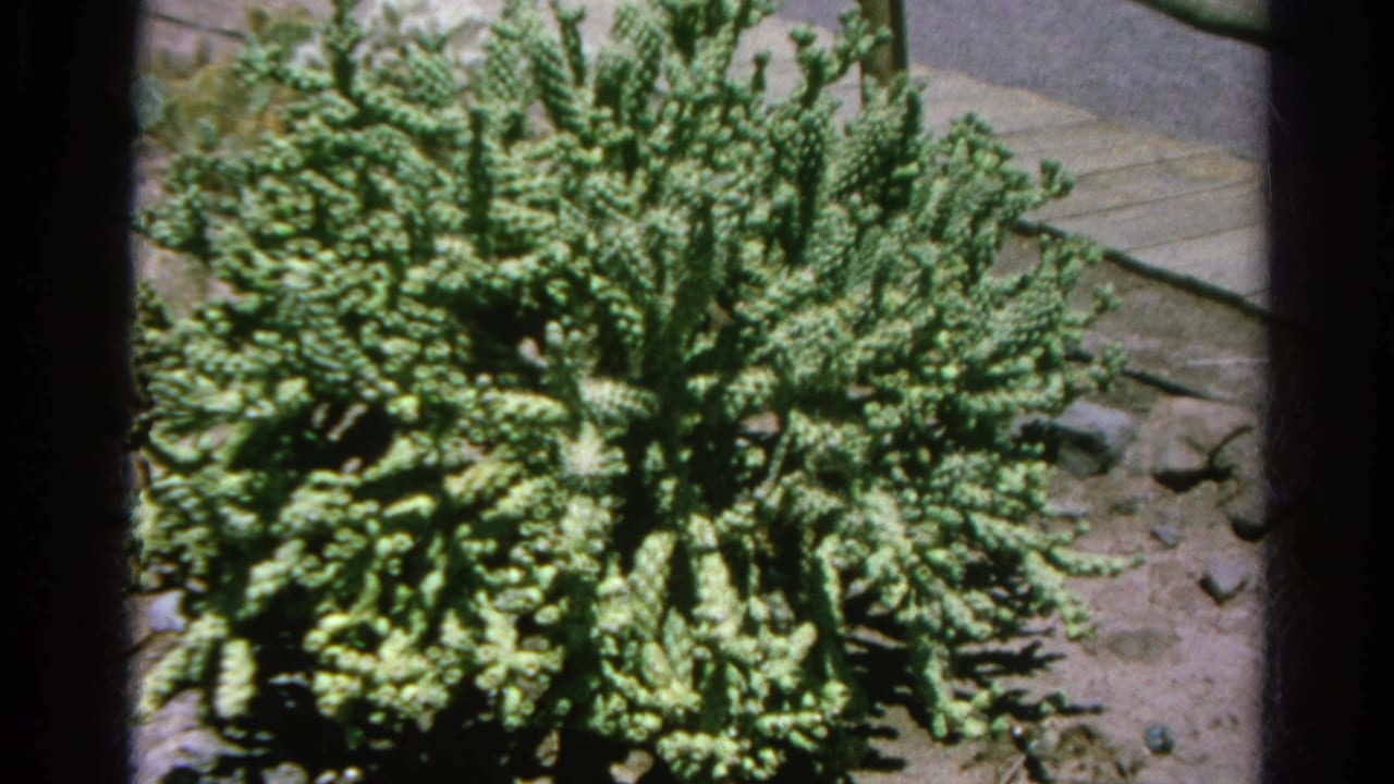 Dense green cactus or succulent growing in a rocky garden bed in archival 1966 Silver Lake home-movie footage.