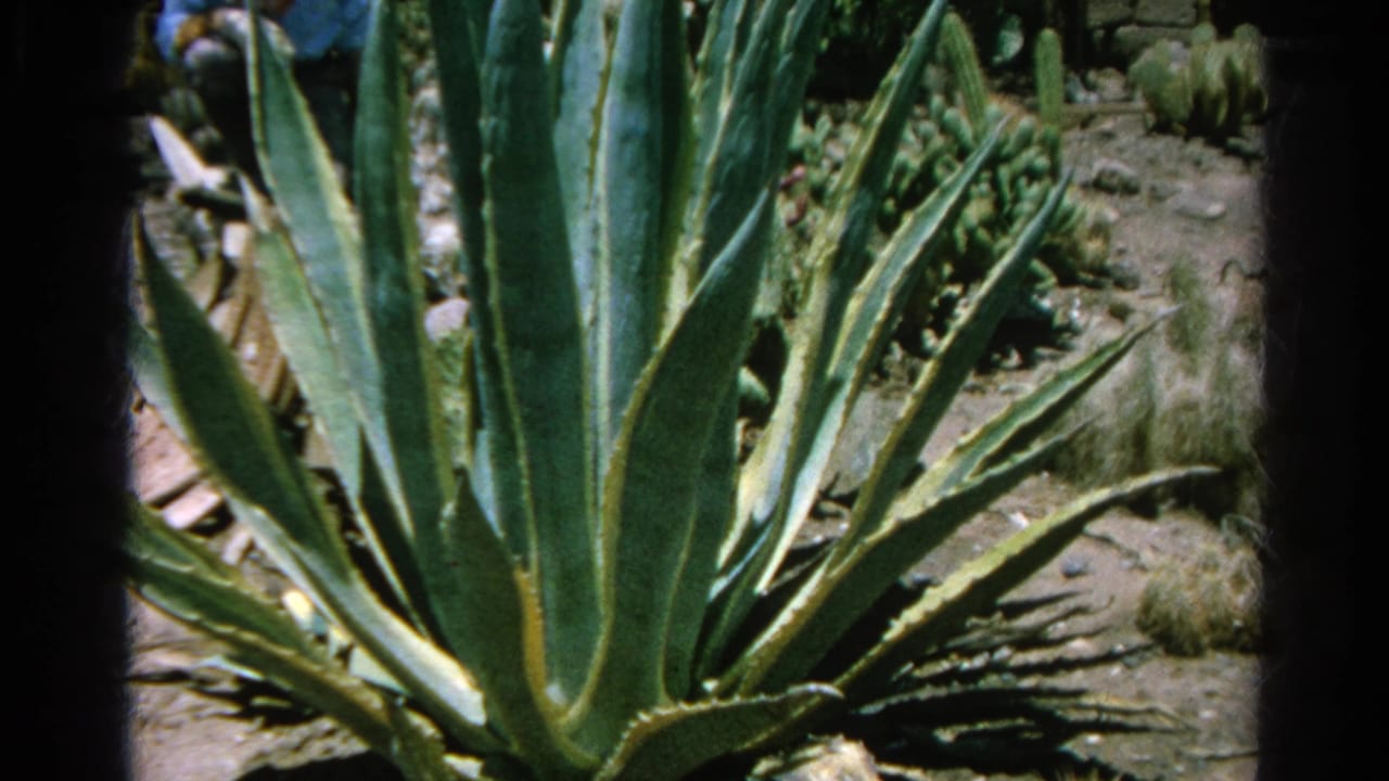 Large agave-like succulent with pointed leaves in a dry garden.