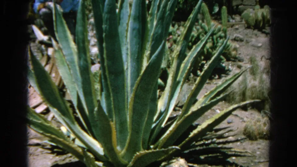 Large agave-like succulent with long pointed leaves in a dry, rocky Silver Lake garden, filmed on 8mm in 1966.