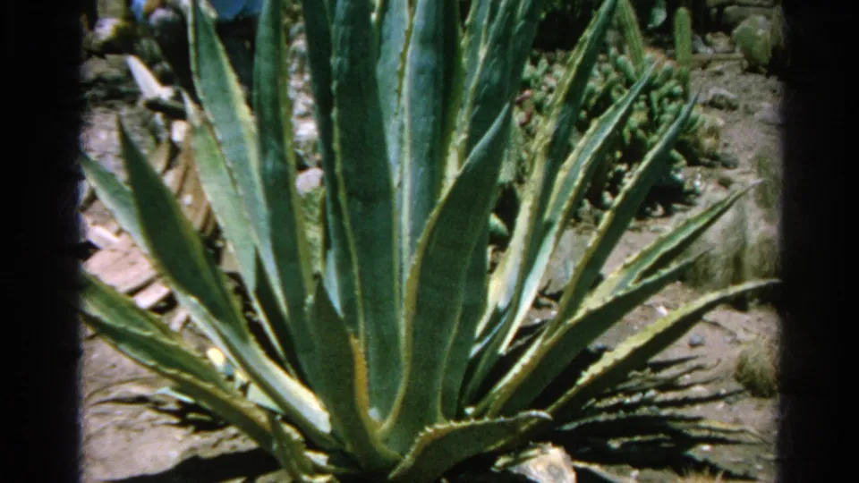 Close 8mm view of a large agave-like succulent planted among rocks in 1966 Silver Lake, California footage.