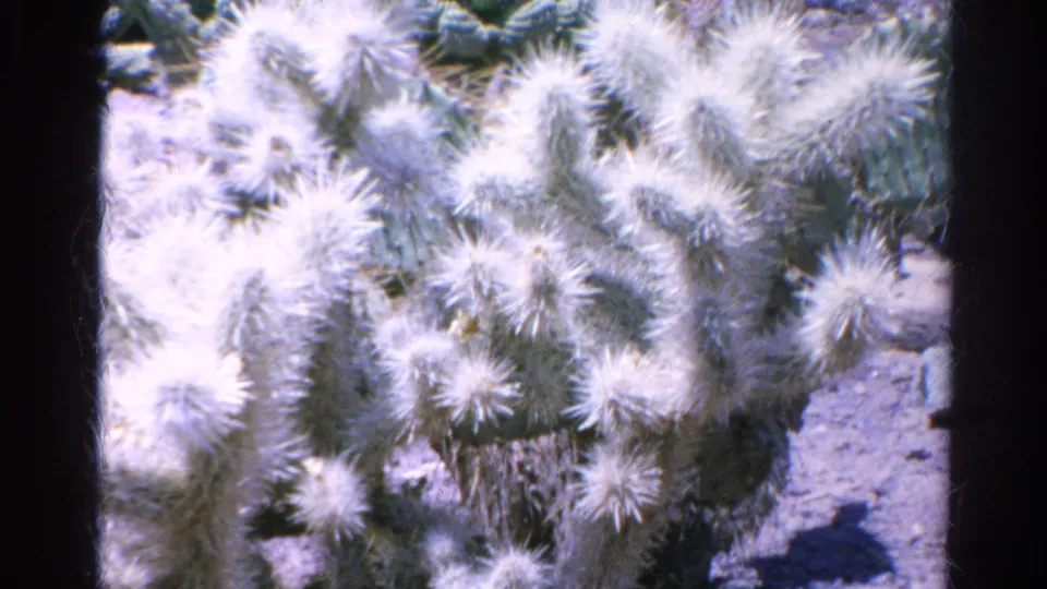 Fuzzy white cactus cluster in a rocky garden, captured in archival 1966 home-movie footage from Silver Lake, California.
