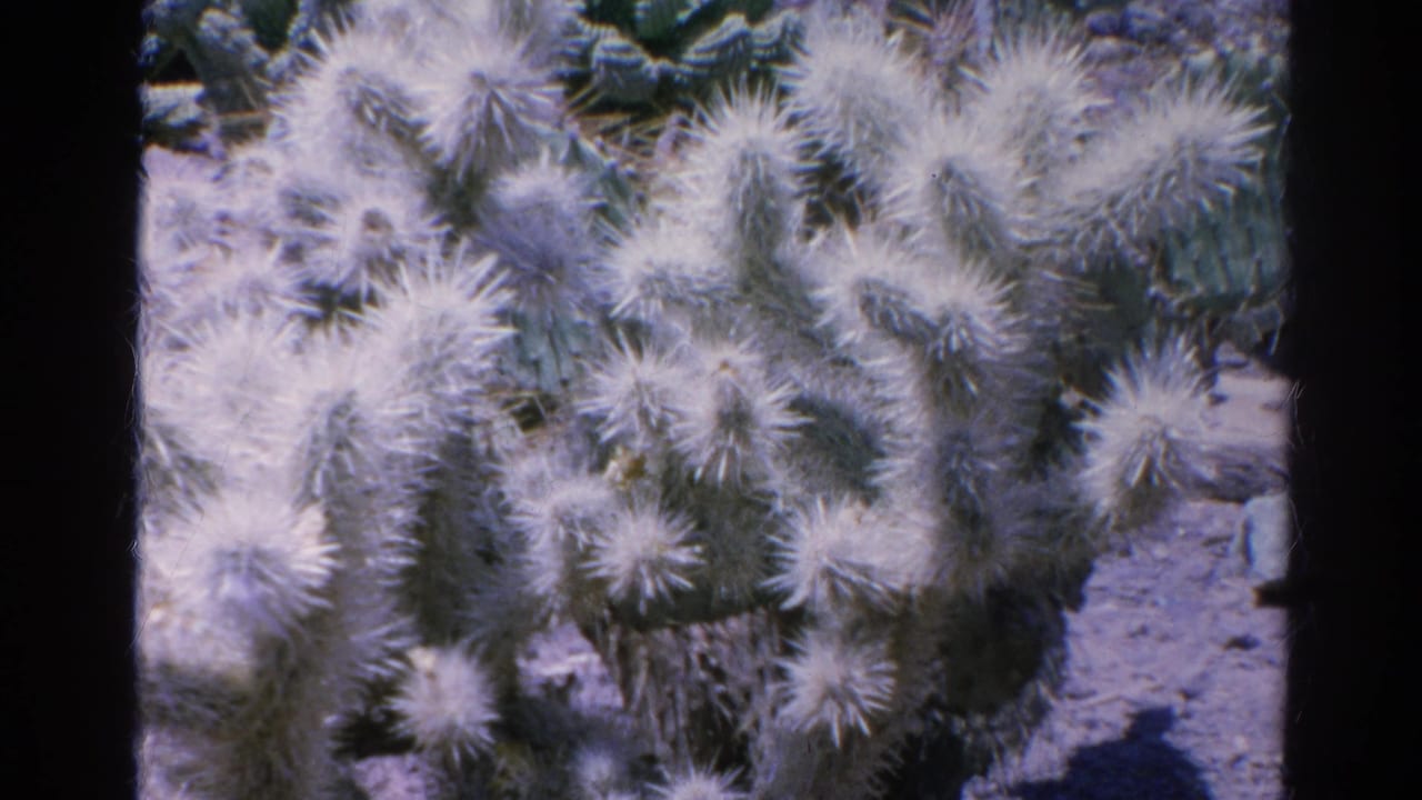 1966 8mm home-movie frame from Silver Lake showing pale, fuzzy cactus spines in bright outdoor light.