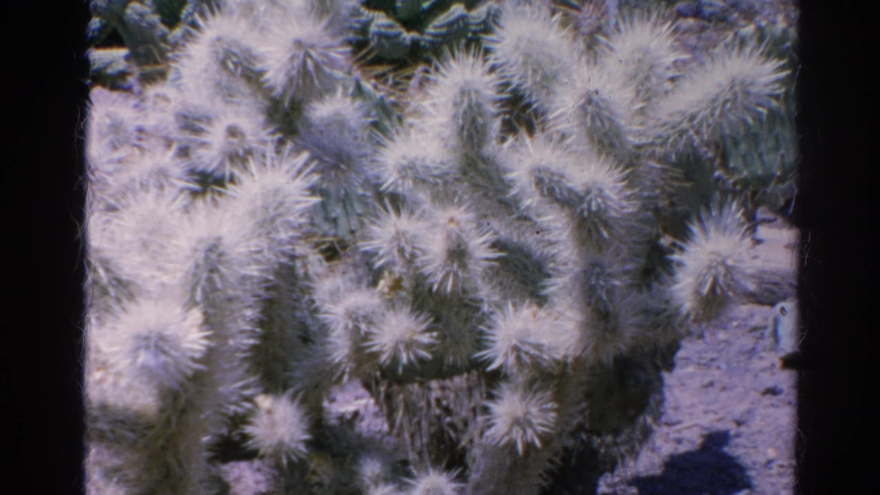 Fuzzy cactus cluster remains in close-up with dark film borders visible.