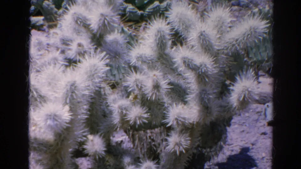 Close 8mm frame of pale spiny cactus growth, with soft focus and visible film-frame edges.