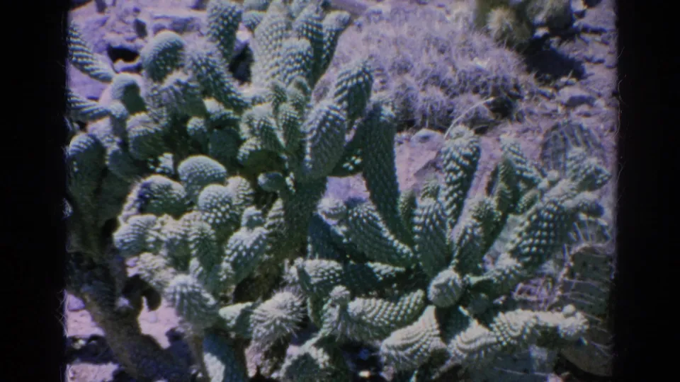 1966 Silver Lake 8mm frame showing green segmented cactus pads and textured spines in sunlight.
