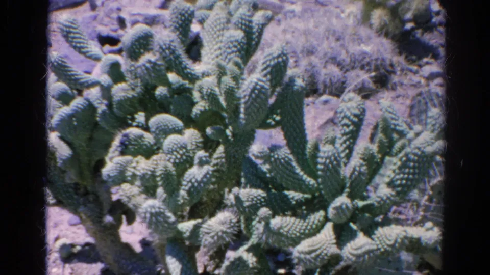 Final 8mm frame holds on green cactus pads and rounded spiny growth in a dry outdoor setting.