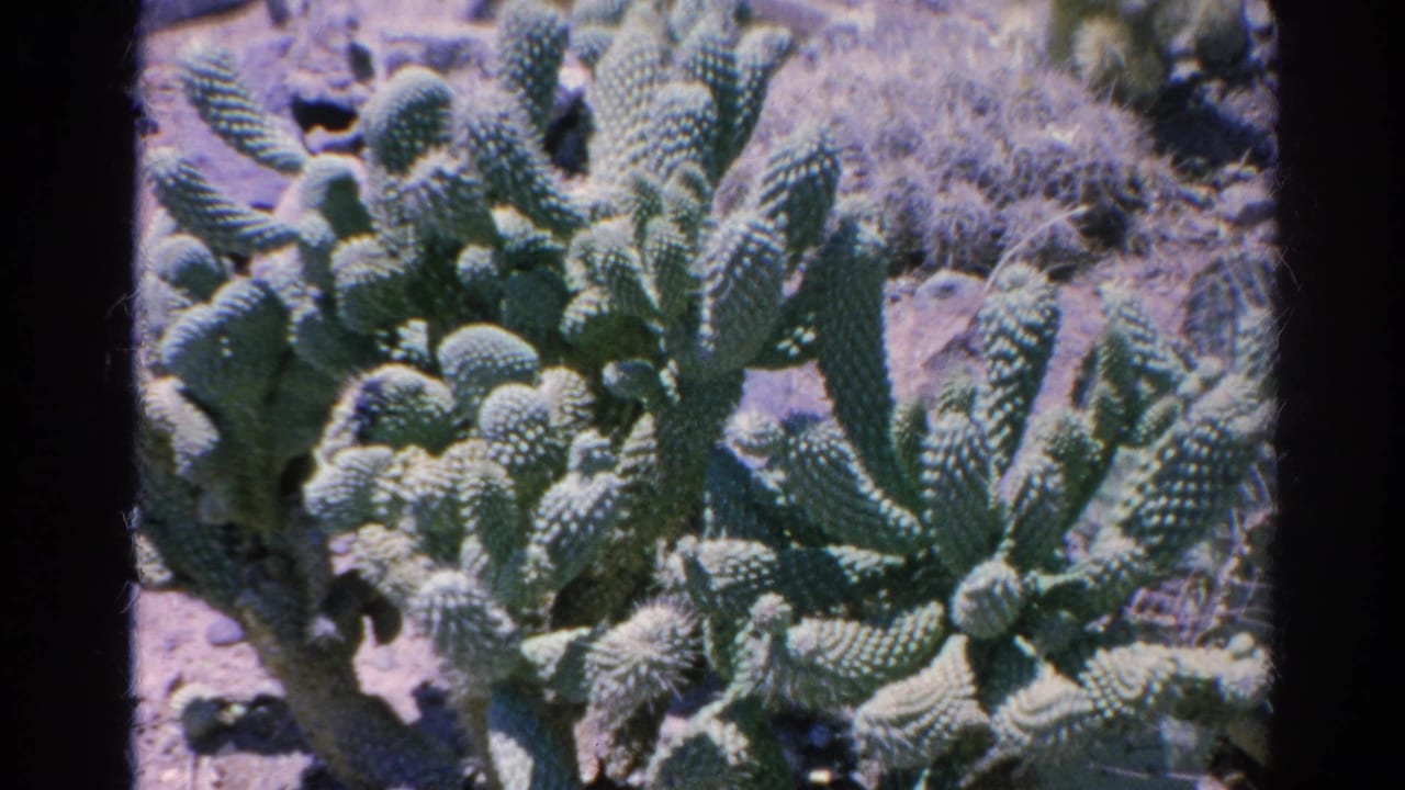 Close view of cactus plants in a dry California setting from 1966 home-movie footage.