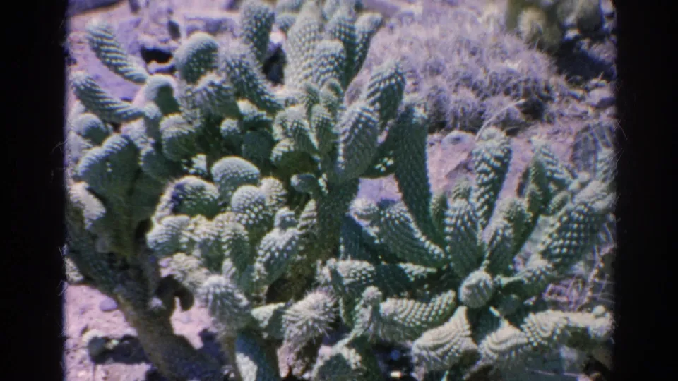 Close view of cactus plants in a dry California setting from 1966 home-movie footage.