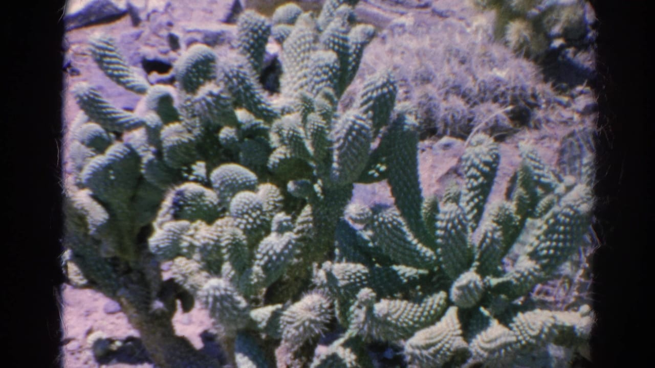 Cactus cluster seen from a slightly shifted angle in dry terrain.