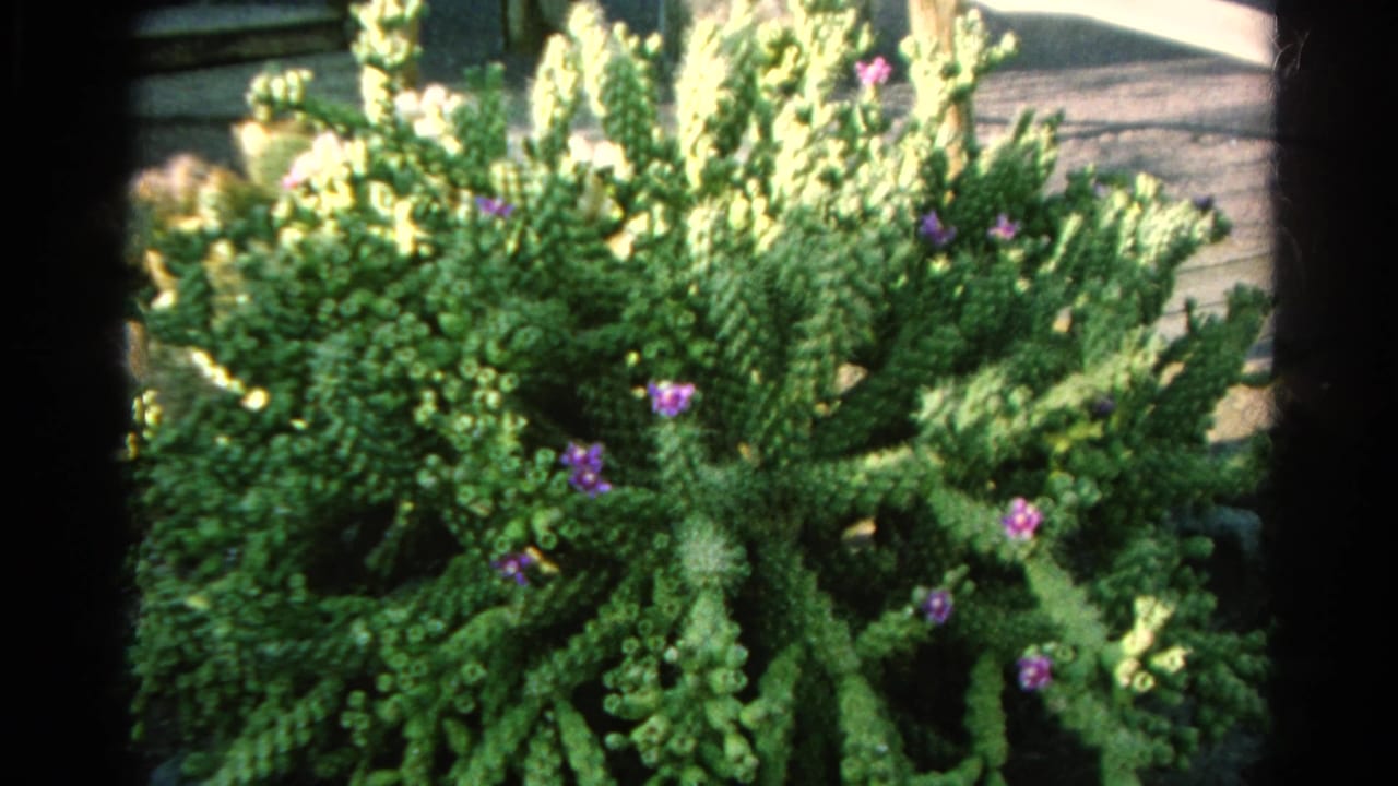 1966 Silver Lake 8mm close-up of a green cactus-like succulent with small purple-violet flowers against a wooden background.