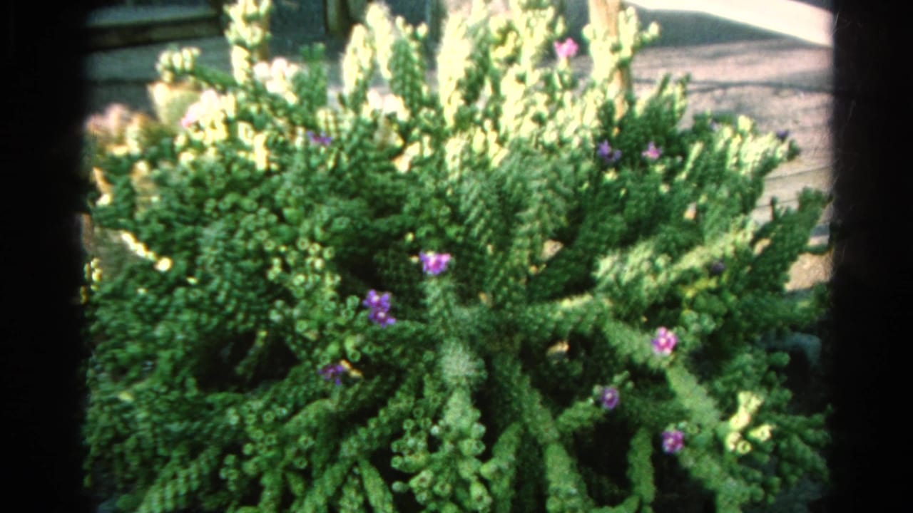 Close 1966 Silver Lake home-movie view of a textured green succulent with small purple flowers and bright sun patches.
