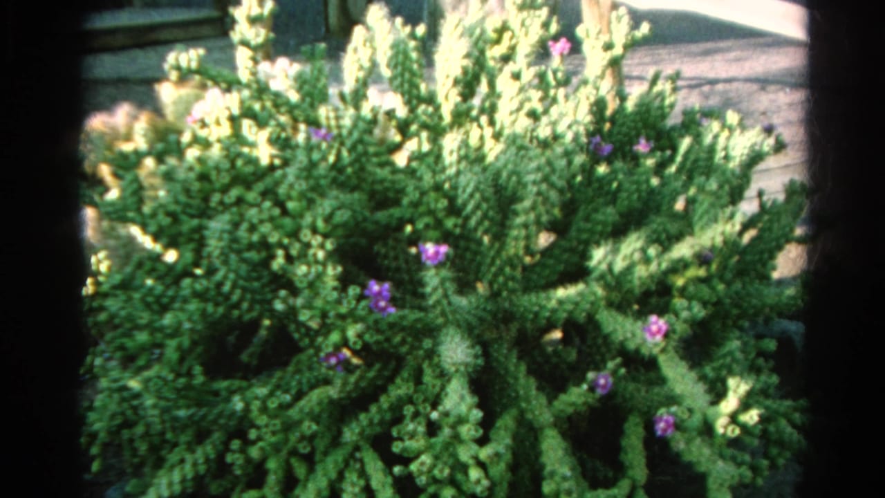 Final 1966 Silver Lake frame showing the cactus-like garden plant, purple-violet blossoms, wood backdrop, and visible 8mm border.