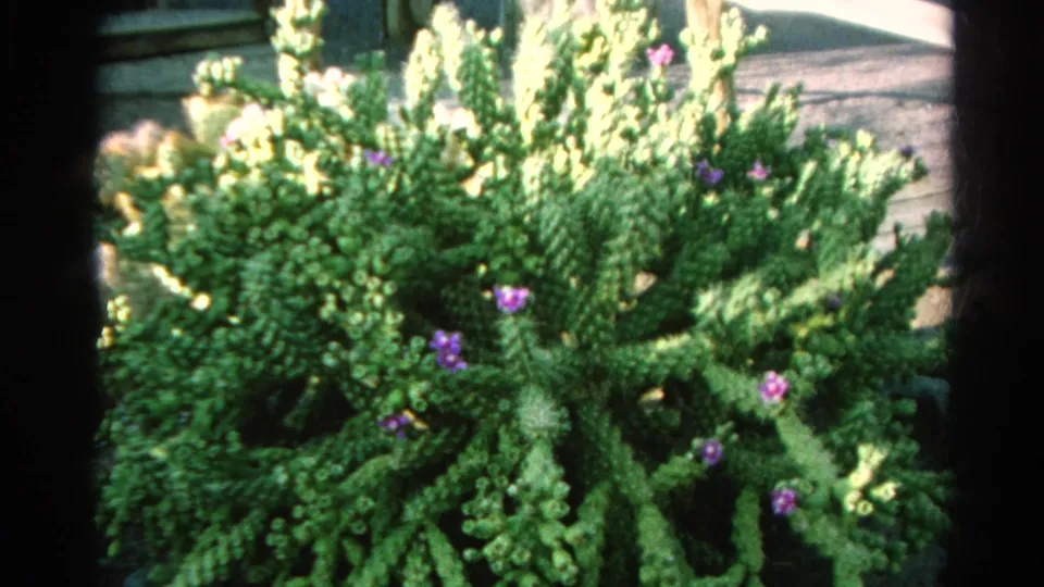 Final 1966 Silver Lake frame showing the cactus-like garden plant, purple-violet blossoms, wood backdrop, and visible 8mm border.
