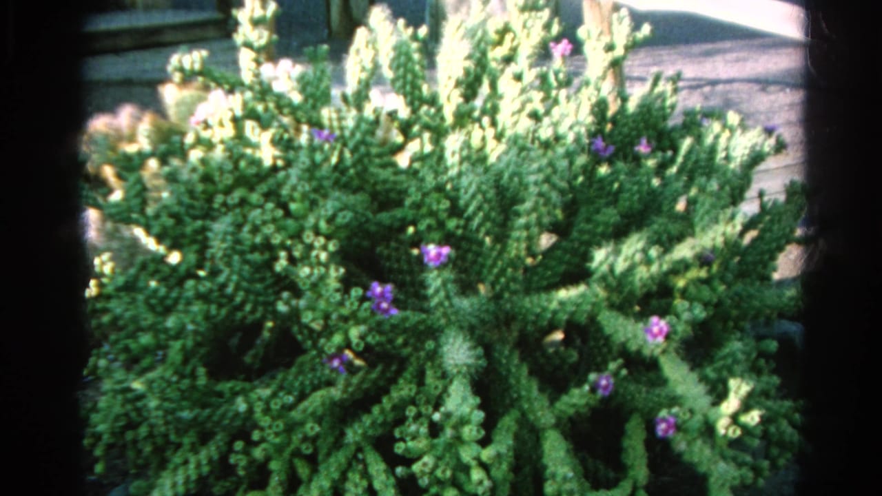 Green potted succulent with small purple flowers in sunlight.