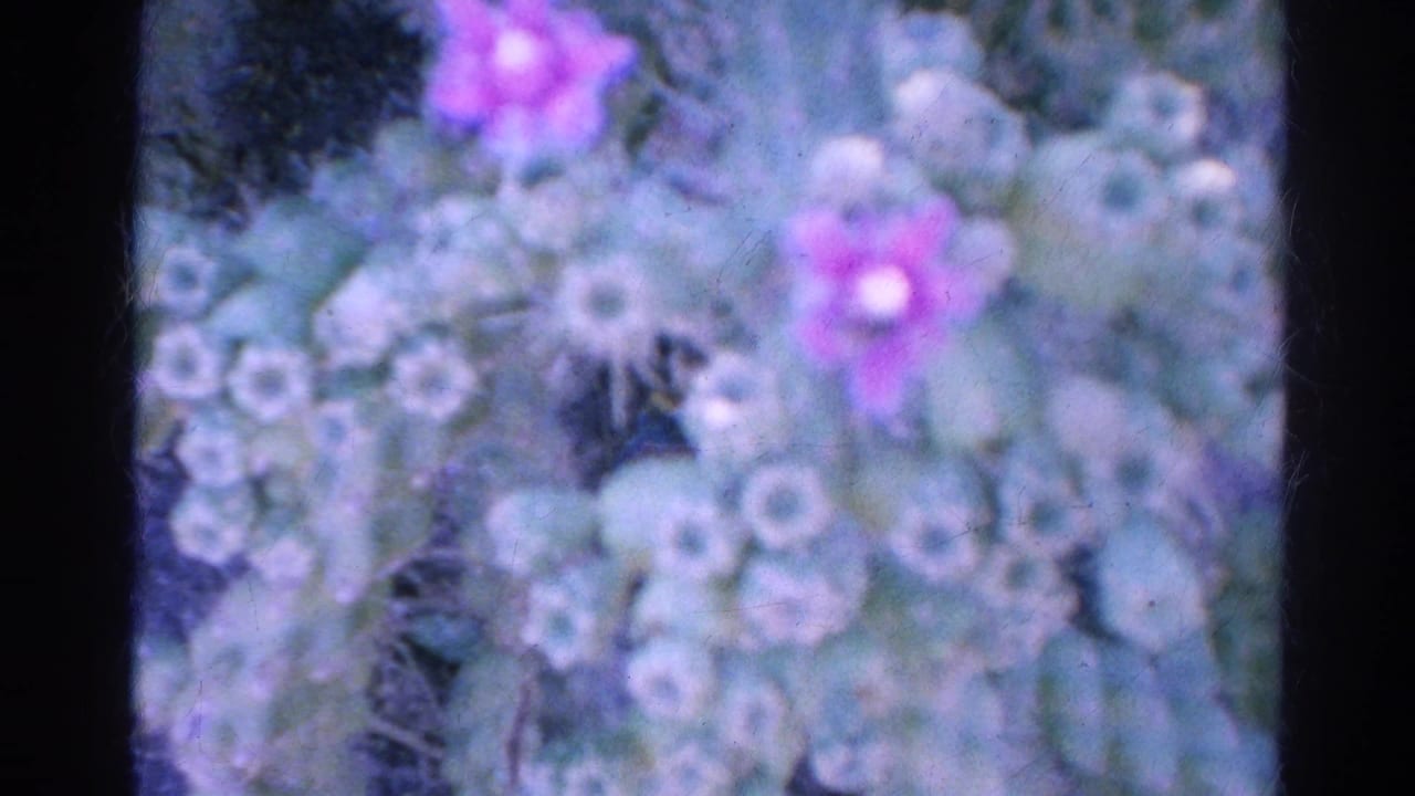 Soft-focus 1966 Silver Lake frame with pale flower clusters and purple blossoms filling the 8mm image.