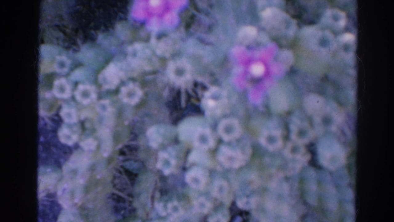 1966 8mm close-up from Silver Lake showing blurred pale flower clusters with purple blossoms and green leaves.