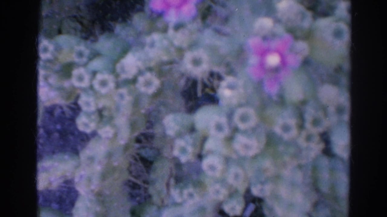Final 1966 Silver Lake frame holds on soft pale blossoms and purple flowers within a grainy 8mm frame.