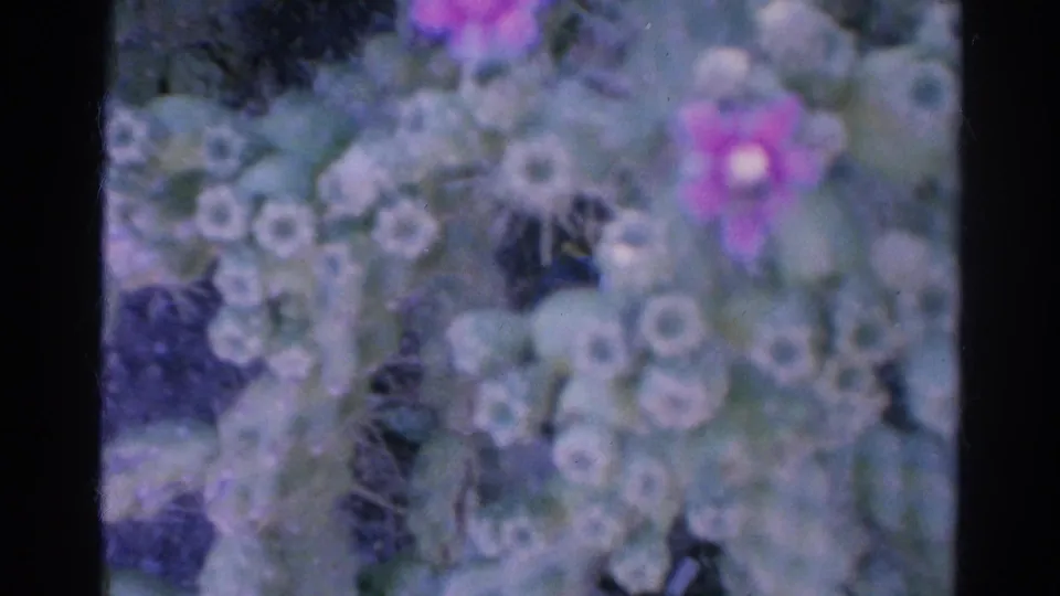 Final 1966 Silver Lake frame holds on soft pale blossoms and purple flowers within a grainy 8mm frame.