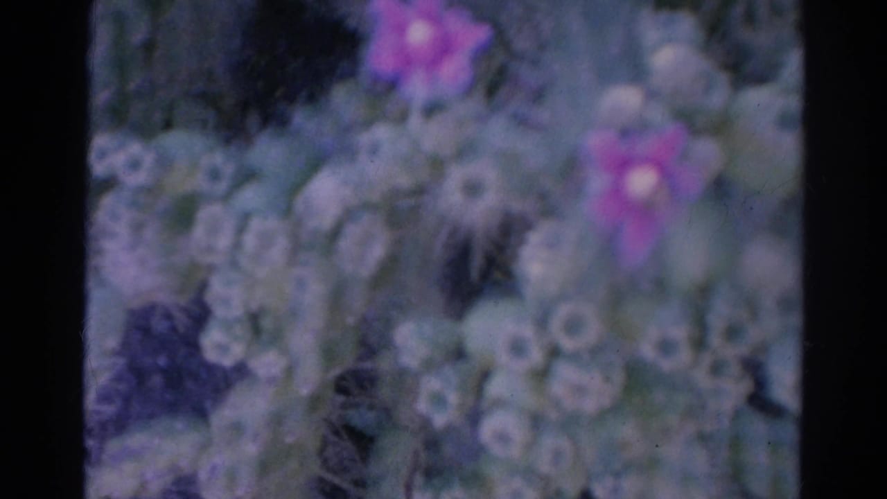 Soft-focus cactus with purple flowers and dark film borders.
