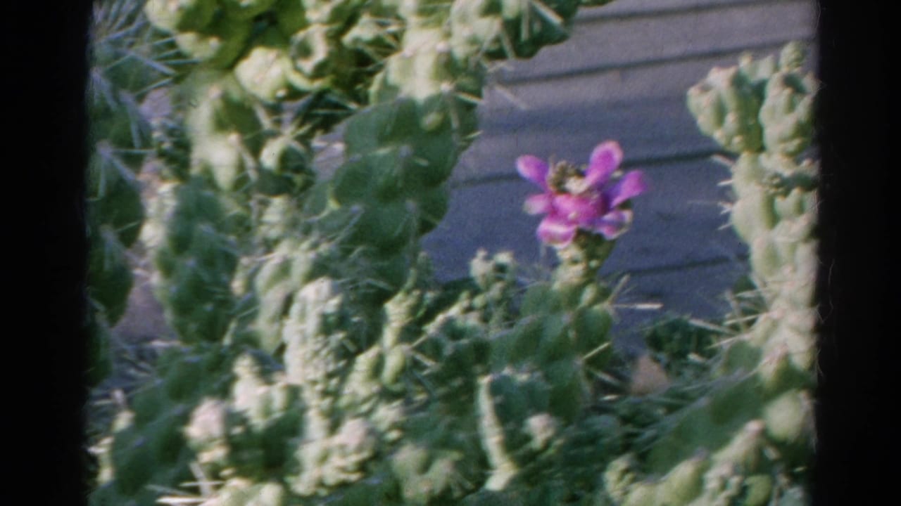 Purple cactus flower among green spiny pads near a wooden surface.