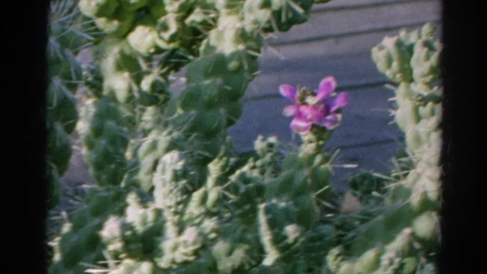 Close 8mm view of a purple cactus flower among green pads, with a wooden background visible.