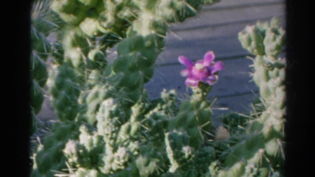 1966 home-movie close-up of a blooming cactus with a purple flower and dense green pads.