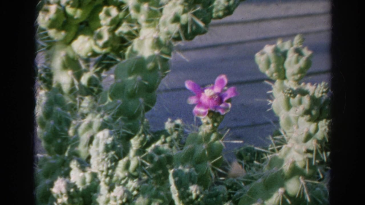 Grainy 8mm frame of cactus pads and a purple blossom, bordered by dark film edges.
