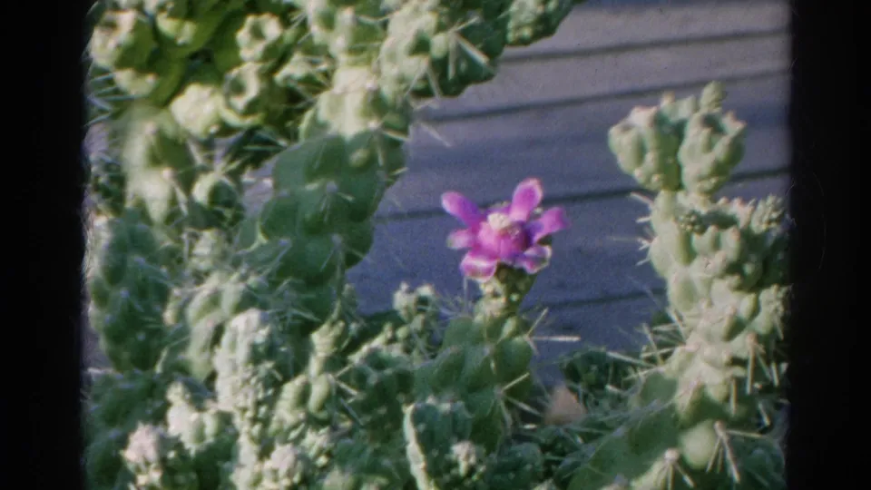 Grainy 8mm frame of cactus pads and a purple blossom, bordered by dark film edges.
