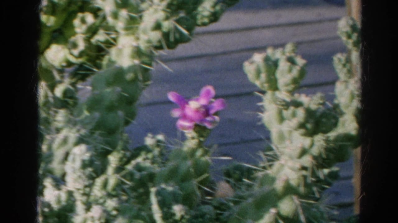 Spiny cactus pads with a purple flower beside a blurred wooden surface.
