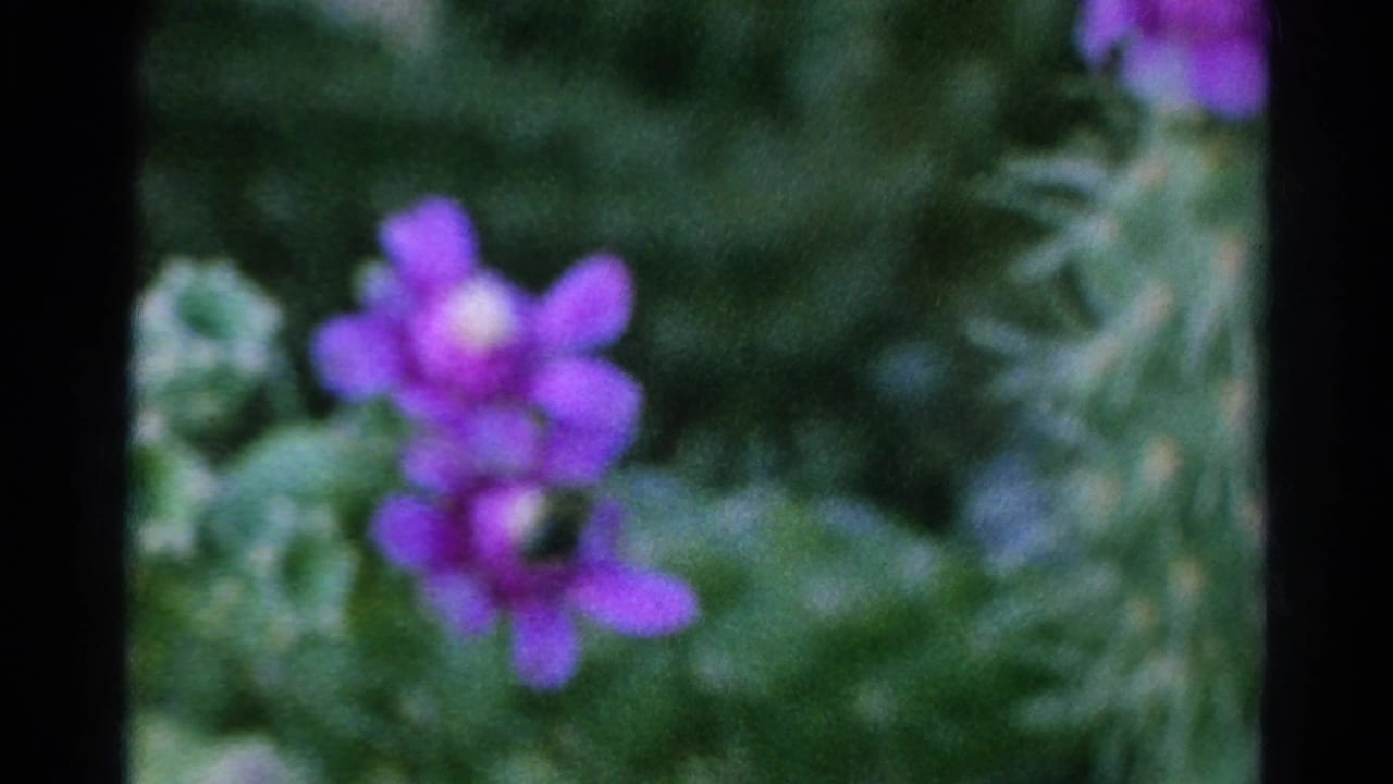 1966 Silver Lake 8mm frame with a purple cactus blossom in soft focus against green cactus growth and dark film edges.