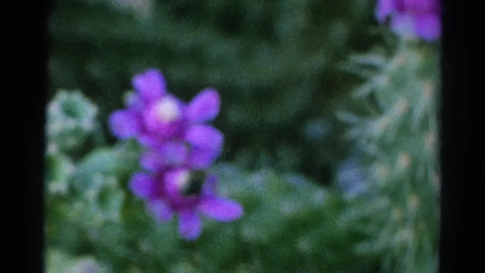 1966 Silver Lake 8mm frame with a purple cactus blossom in soft focus against green cactus growth and dark film edges.