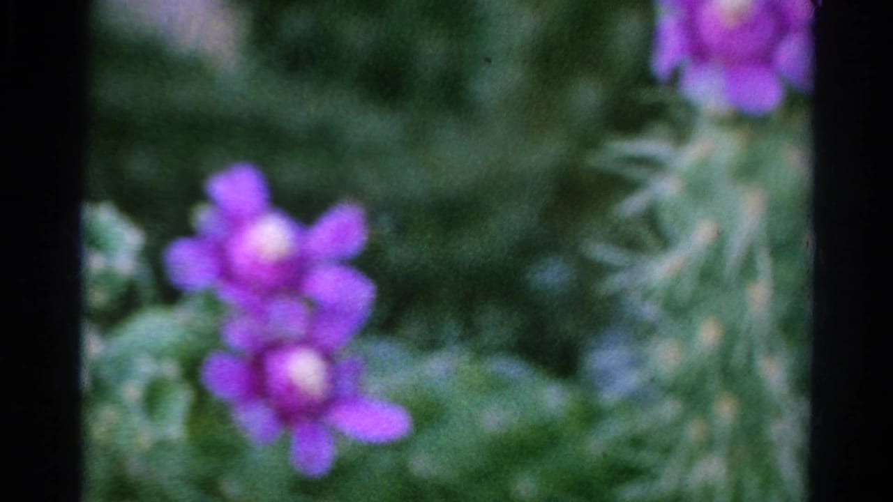 1966 Silver Lake 8mm frame showing a blurred purple cactus flower, spiny green pads, and visible black frame edges.