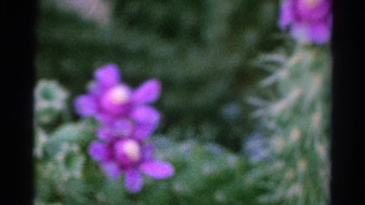1966 Silver Lake 8mm frame holding on a soft purple cactus bloom with surrounding green pads and visible film-frame borders.