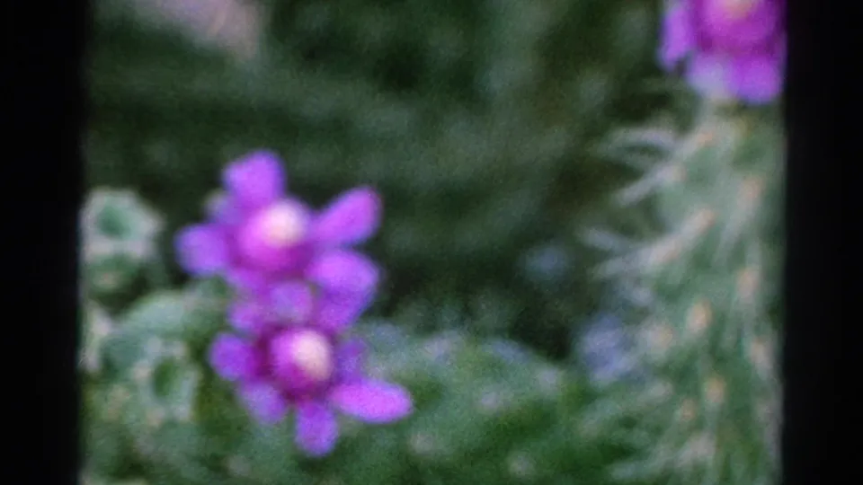 1966 Silver Lake 8mm frame holding on a soft purple cactus bloom with surrounding green pads and visible film-frame borders.