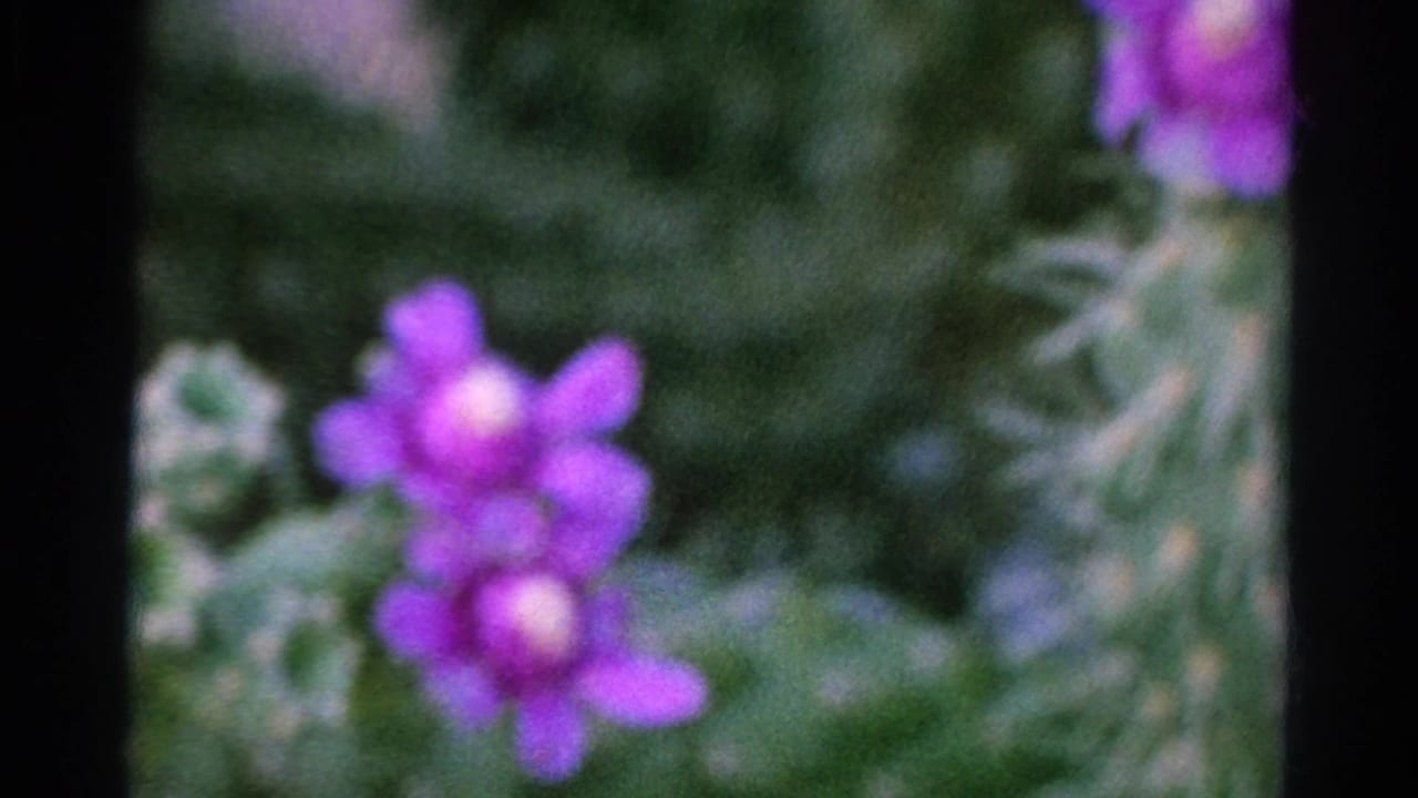 Close-up of purple flowers with soft green foliage in 1966 8mm California home-movie footage.