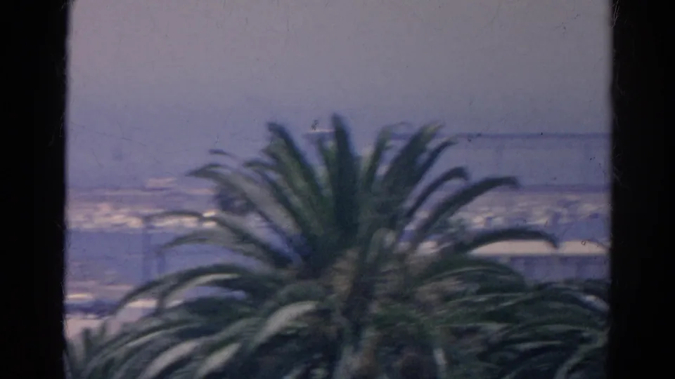 1966 California view with a large foreground palm, hazy water, distant shoreline, and dark window framing from an elevated position.