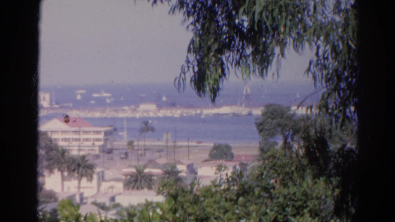 Elevated harbor view through tree trunks and branches, with water, palm trees, and low buildings below.