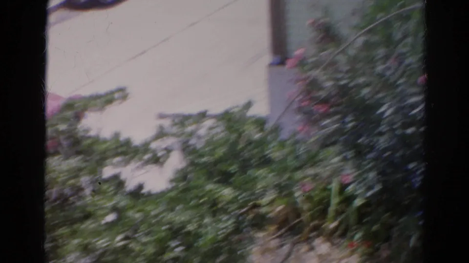 Soft 8mm frame of roadside greenery and pavement during a quick pan along the Silver Lake street.