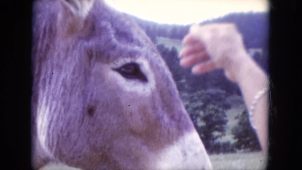 A donkey's face fills the frame as a person's hand reaches toward its head.