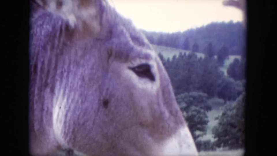 A donkey stands close to the 8mm camera in rural South Dakota, with fields and tree-covered hills beyond.