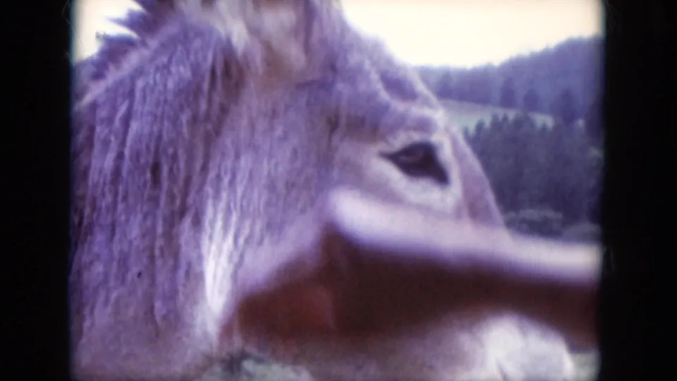 1966 8mm frame of a hand near a donkey's muzzle, filmed close-up against South Dakota hills and trees.