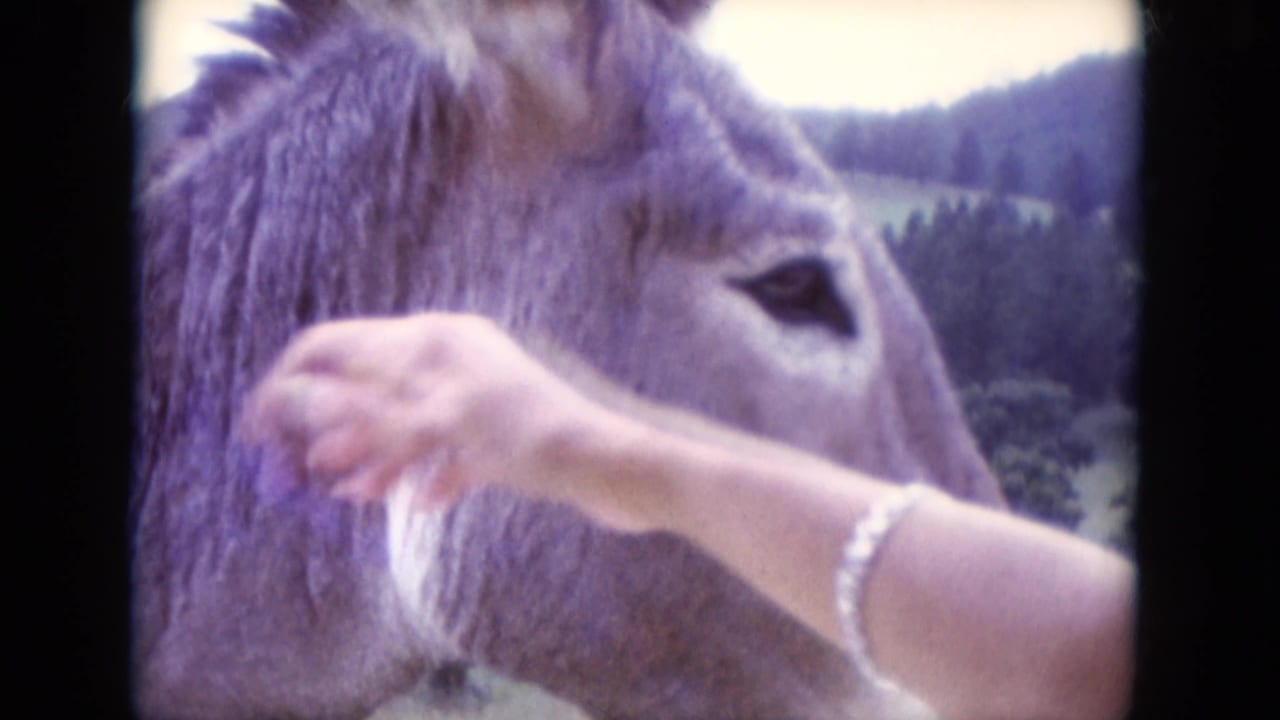 1966 South Dakota 8mm frame showing a close donkey face as a woman's arm reaches toward its muzzle, with wooded hills behind.