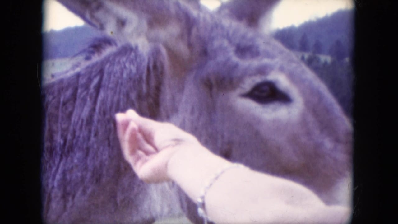 Woman's hand reaches toward a donkey's face in close-up.