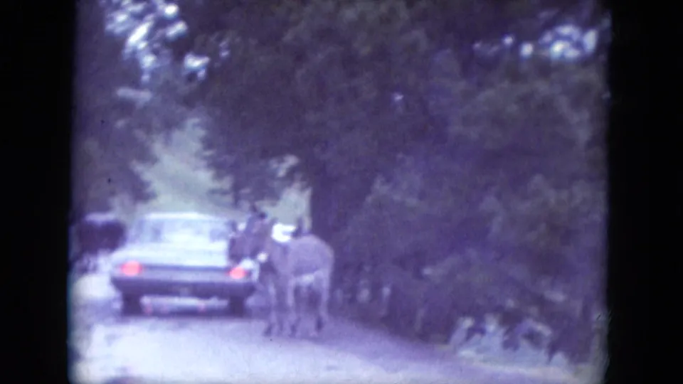 1966 South Dakota home-movie frame of a donkey near a stopped car on a damp road, surrounded by dense roadside trees.