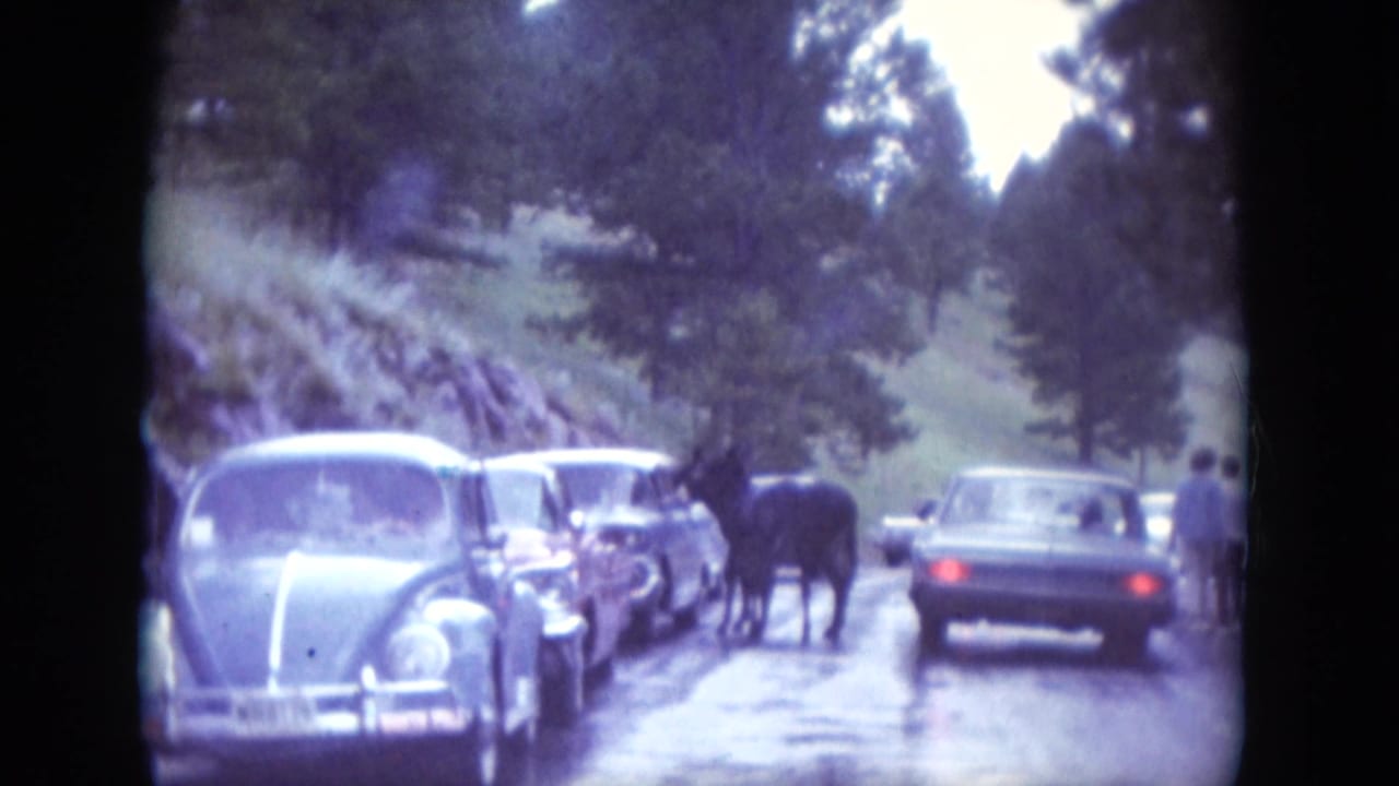 Vintage cars stopped on a wet rural road as donkeys stand near the traffic.