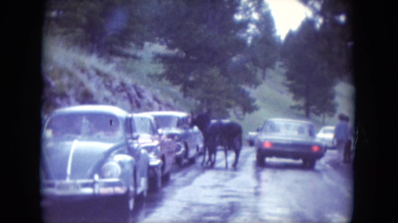 1966 South Dakota home-movie frame with vintage cars paused as donkeys move along a wooded roadside.