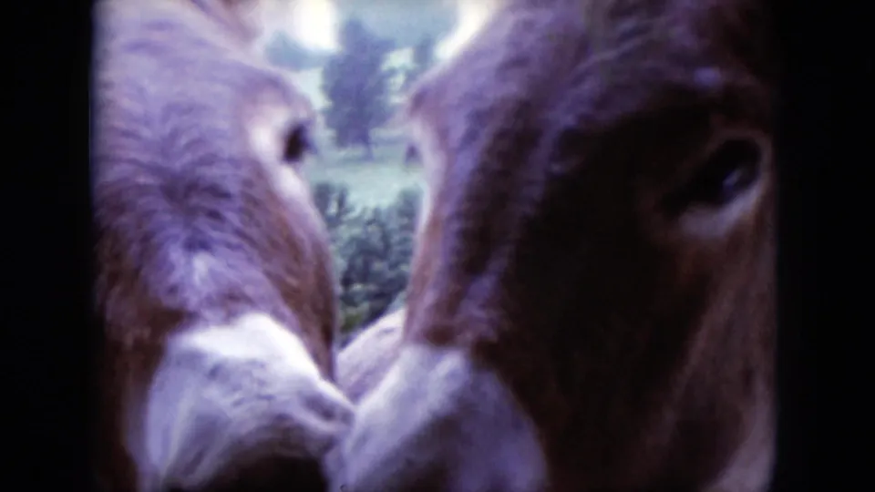 Close 8mm view of two donkeys approaching the camera during the South Dakota roadside encounter.
