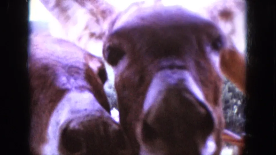 Close 1966 home-movie frame of donkeys crowding the lens during a rural South Dakota traffic stop.