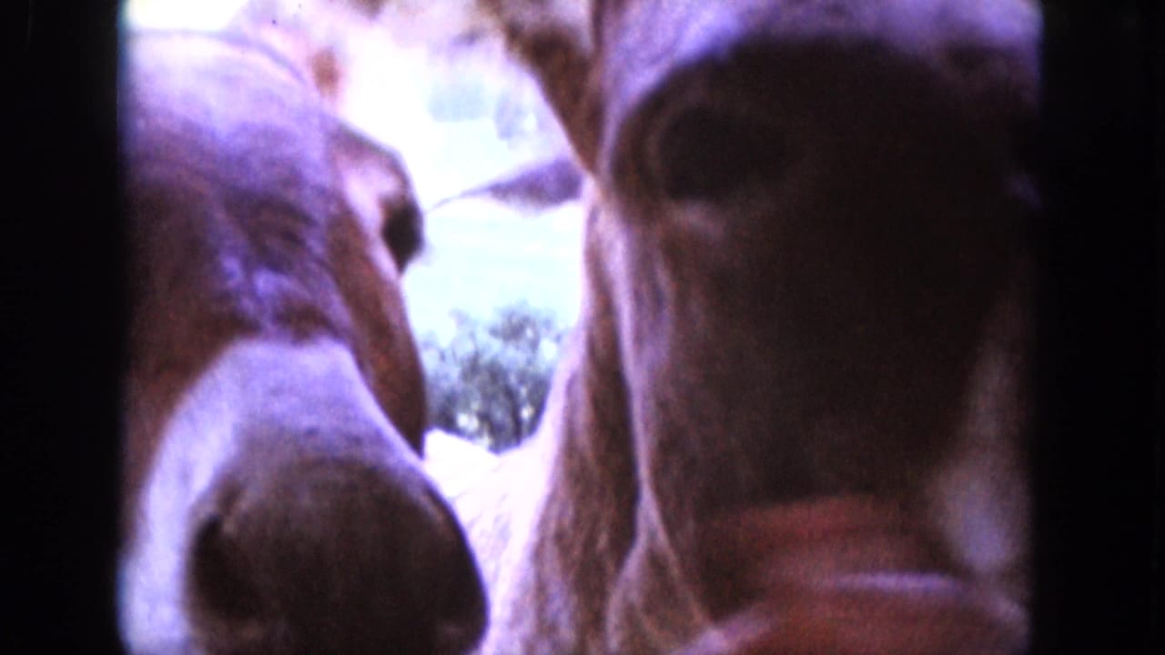 Two brown donkeys press close to a car window, with their noses filling the frame.
